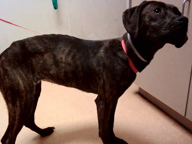 AMELIA - Terrier available for adoption