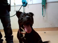 ANUBIS - Photo 1