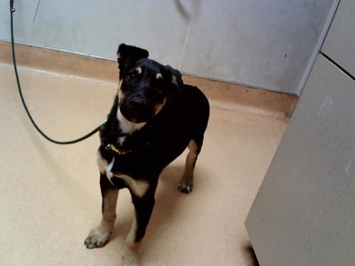 LIBBY - German Shepherd Dog available for adoption