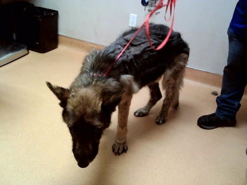 TIOGA - German Shepherd Dog available for adoption