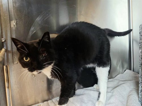A0855173 - Domestic Short Hair available for adoption