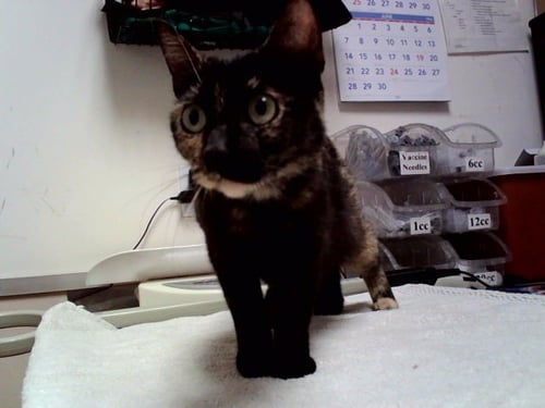 S'MORES - Domestic Short Hair available for adoption