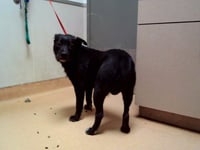 DROOPY - Photo 1