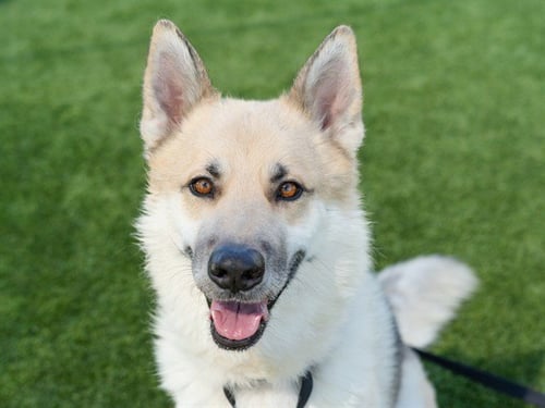 MAILMAN - Siberian Husky available for adoption