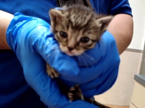 A1047604 - Domestic Short Hair available for adoption