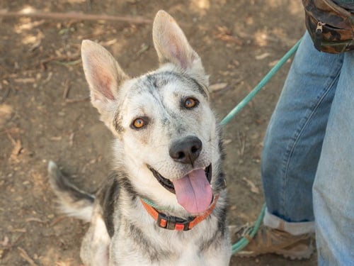 NIALL - Siberian Husky available for adoption