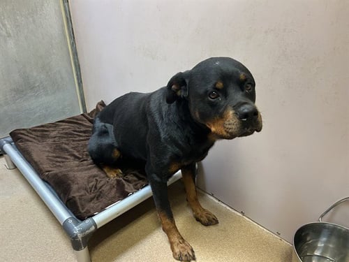 BELLA - Rottweiler available for adoption