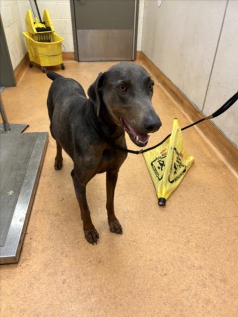 MINDY - Doberman Pinscher available for adoption