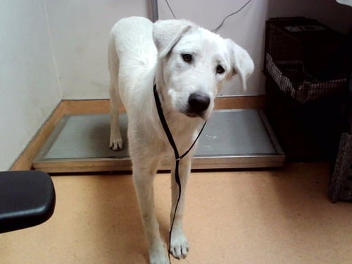 BELKA - Labrador Retriever available for adoption