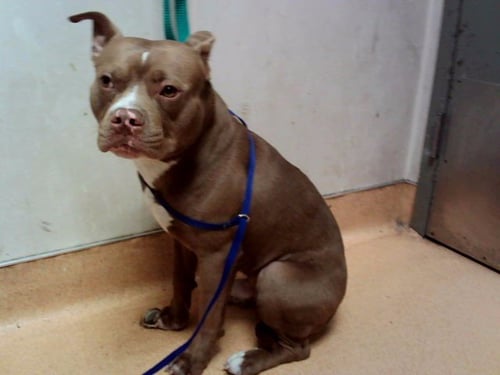 APOLLO - Pit Bull Terrier available for adoption