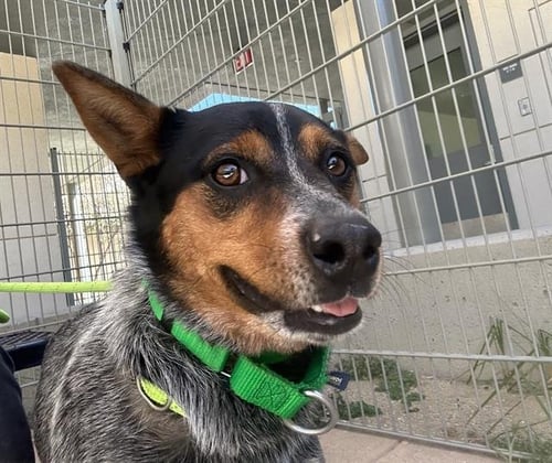 PEPPER - Australian Cattle Dog/Blue Heeler available for adoption