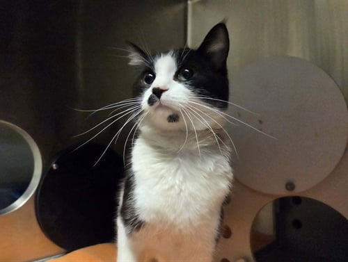 CHLOE - Domestic Short Hair available for adoption