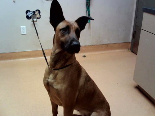 BOISE - Belgian Shepherd Malinois available for adoption