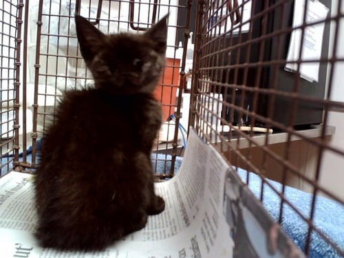 A1049391 - Domestic Short Hair available for adoption