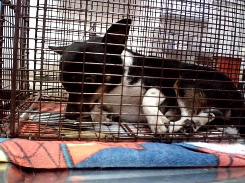 SONIC - Terrier available for adoption