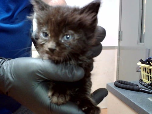 A1047751 - Domestic Short Hair available for adoption