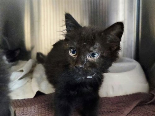 A1053679 - Domestic Medium Hair available for adoption