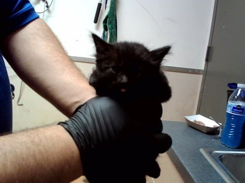 A1053679 - Domestic Medium Hair available for adoption