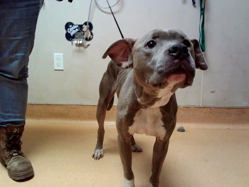 NORA - Pit Bull Terrier available for adoption