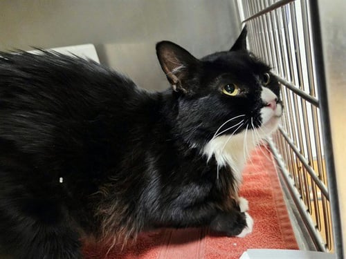 BRONSON - Domestic Long Hair available for adoption