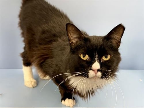 BRONSON - Domestic Long Hair available for adoption