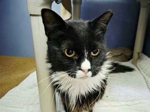 BRONSON - Domestic Long Hair available for adoption