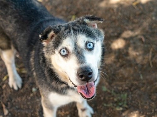 MARLEY - Siberian Husky available for adoption