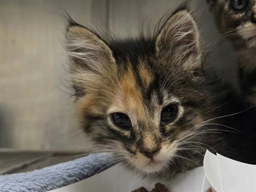 A1055258 - Domestic Short Hair available for adoption