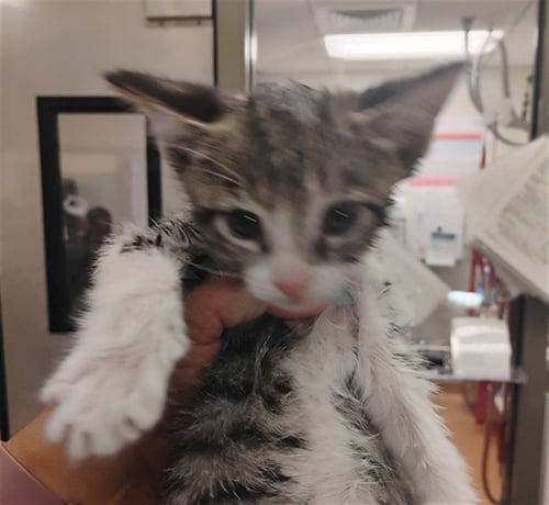 A1048415 - Domestic Short Hair available for adoption