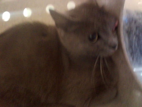 A1049357 - Domestic Short Hair available for adoption