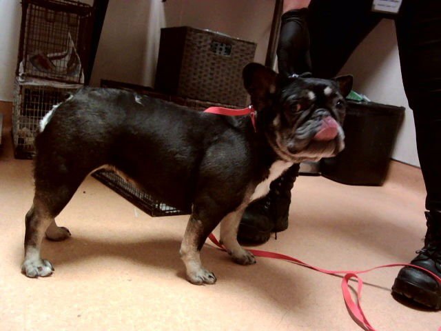 MIRANDA - French Bulldog available for adoption