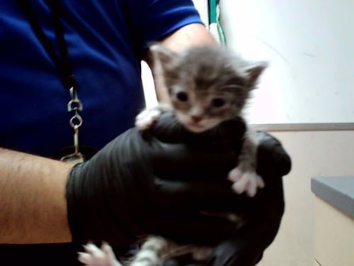 A1047607 - Domestic Short Hair available for adoption