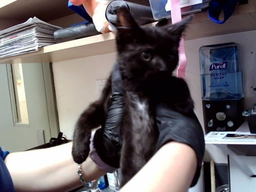 LEVI - Domestic Short Hair available for adoption