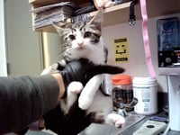 KIX - Photo 1