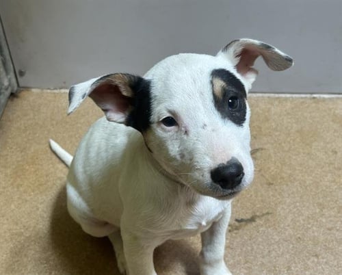 GOULASH - Bull Terrier available for adoption