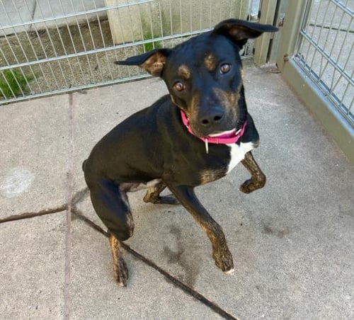 JESSY - Rottweiler / Pit Bull Terrier available for adoption