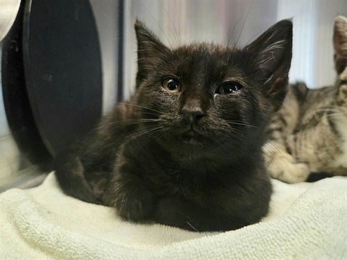 ANGEL FISH - Domestic Short Hair available for adoption
