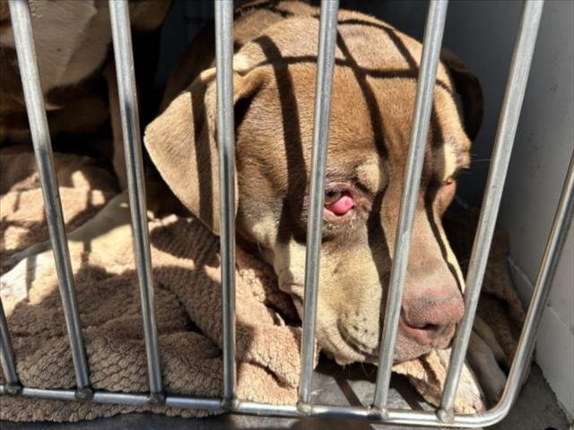 JIMINY CRICKET - Pit Bull Terrier for adoption in Vallejo