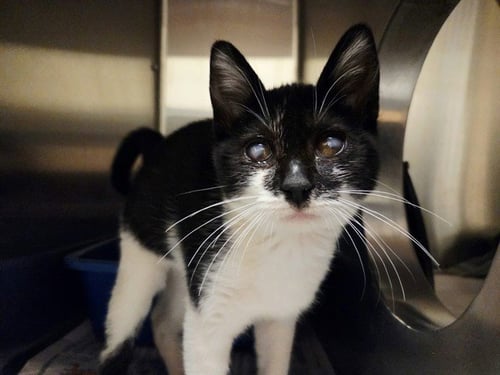 SABRINA - Domestic Short Hair available for adoption