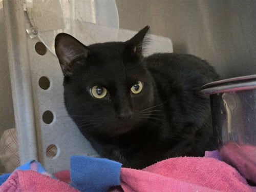 SIMBA - Domestic Short Hair available for adoption