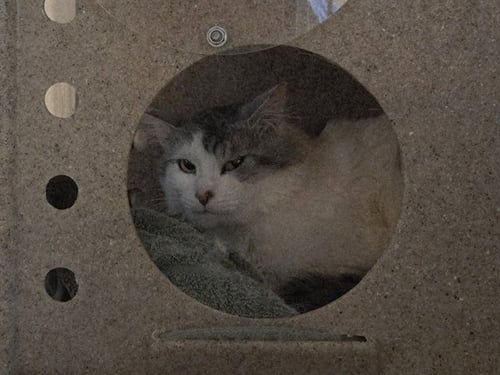 LARSON - Domestic Long Hair available for adoption