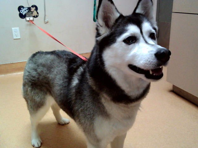 PICABO - Siberian Husky available for adoption