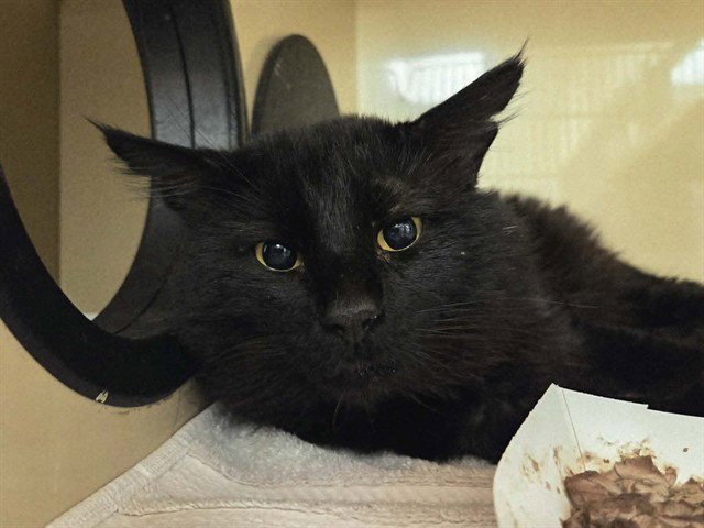 BAGHEERA Image