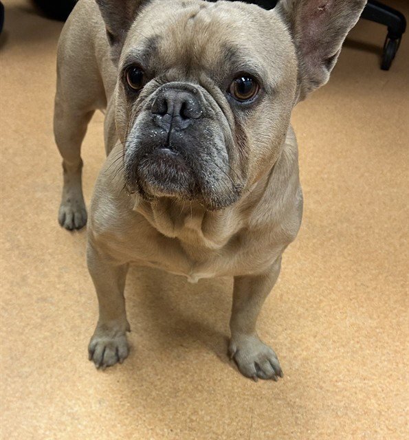 BENJI Image