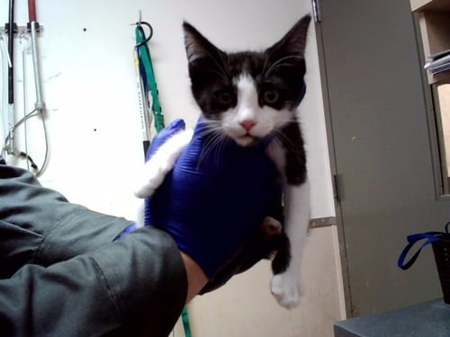 A1052093 - Domestic Short Hair available for adoption