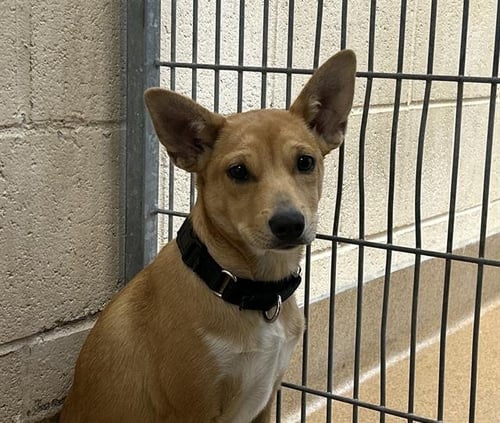 AMBER - Chihuahua available for adoption