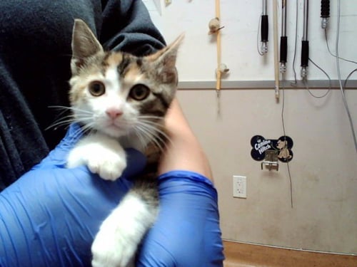 A1052127 - Domestic Short Hair available for adoption
