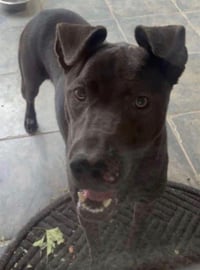 OLIVER - Photo 1