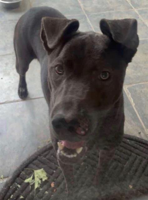 OLIVER - Labrador Retriever / Weimaraner available for adoption