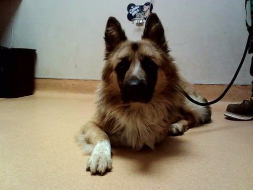 BEASLEY - German Shepherd Dog available for adoption